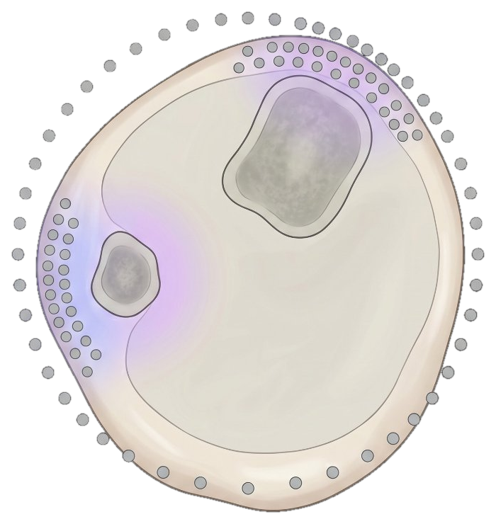 Transtibial cross-section showing the residual limb soft tissue, tibia and fibula bone sections, a ring of stave control points clustered at high-curvature zones, and iridescent pressure-relief mapping.